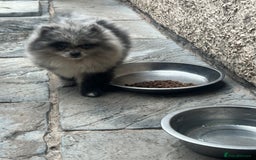 Pomeranian dogs for sale: ‼️💙QUALITY TEDDY BEAR MEARLE POMERANIAN💙 ‼️ - Image 16