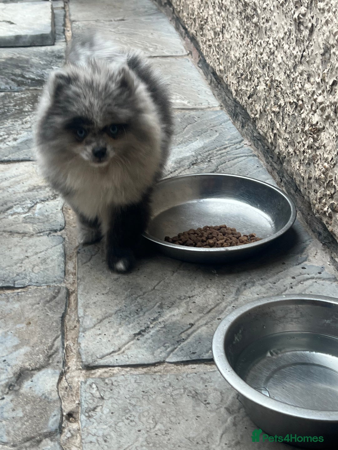 Pomeranian dogs for sale: ‼️💙QUALITY TEDDY BEAR MEARLE POMERANIAN💙 ‼️ - Image 16