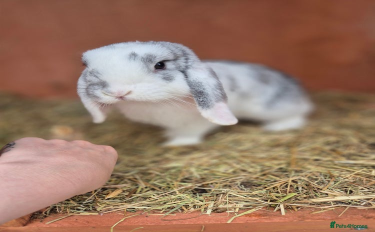 Mini Lop rabbits - Advert 1