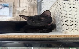 Mixed Breed cats for sale: Adorable kittens for new home  - Image 7