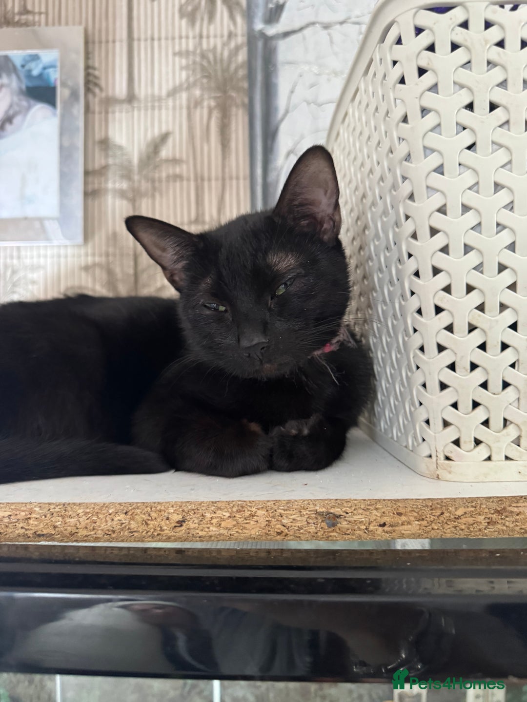 Mixed Breed cats for sale: Adorable kittens for new home  - Image 7