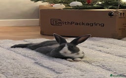 Mixed Breed rabbits for sale: Beautiful bunny needs a new home  - Image 2