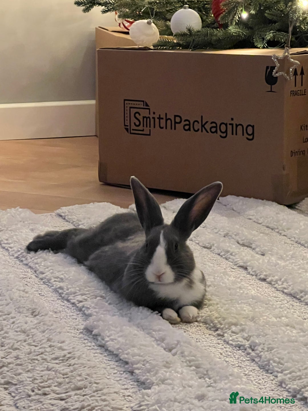 Mixed Breed rabbits for sale: Beautiful bunny needs a new home  - Image 2