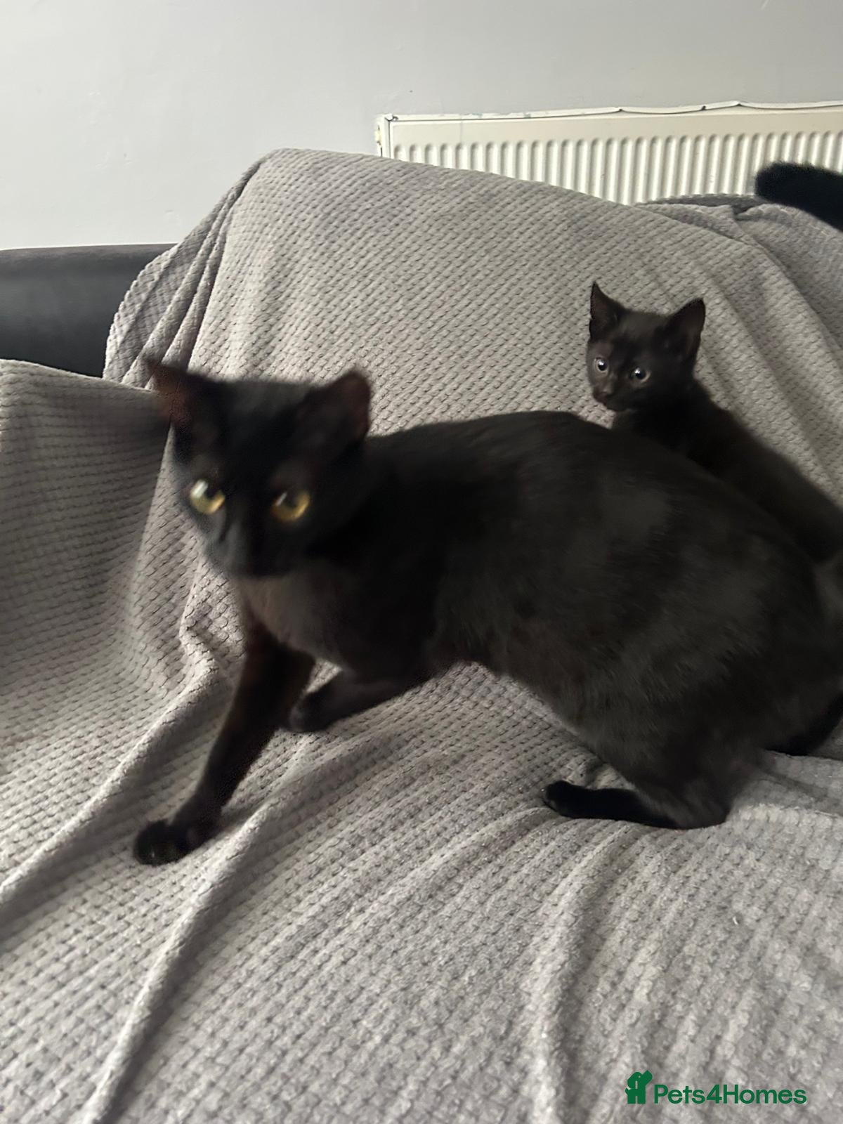 Mixed Breed cats 4 gorgeous black kittens for sale  - Advert 1