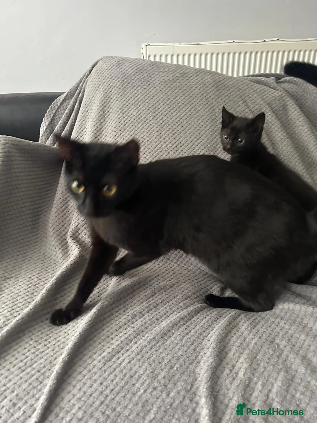 Mixed Breed cats for sale: 4 gorgeous black kittens for sale  - Advert 1