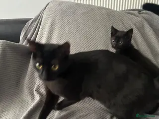 Mixed Breed cats 4 gorgeous black kittens for sale - Advert 1