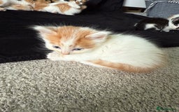 Mixed Breed cats for sale: 6 gorgeous kittens ready 14.09. 4 males, 2 females - Image 8