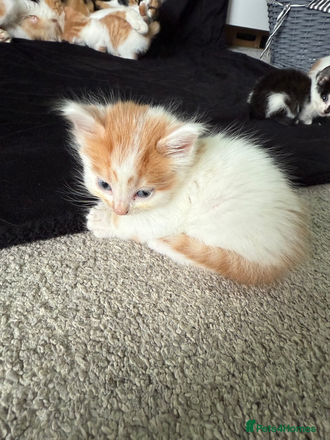 Mixed Breed cats for sale: 6 gorgeous kittens ready 14.09. 4 males, 2 females - Image 8