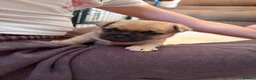 Jug dogs for sale: Jug Puppies For Sale - Advert 17