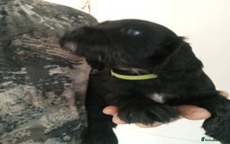 Cocker Spaniel dogs for sale: Working cocker spaniel puppies  - Image 8