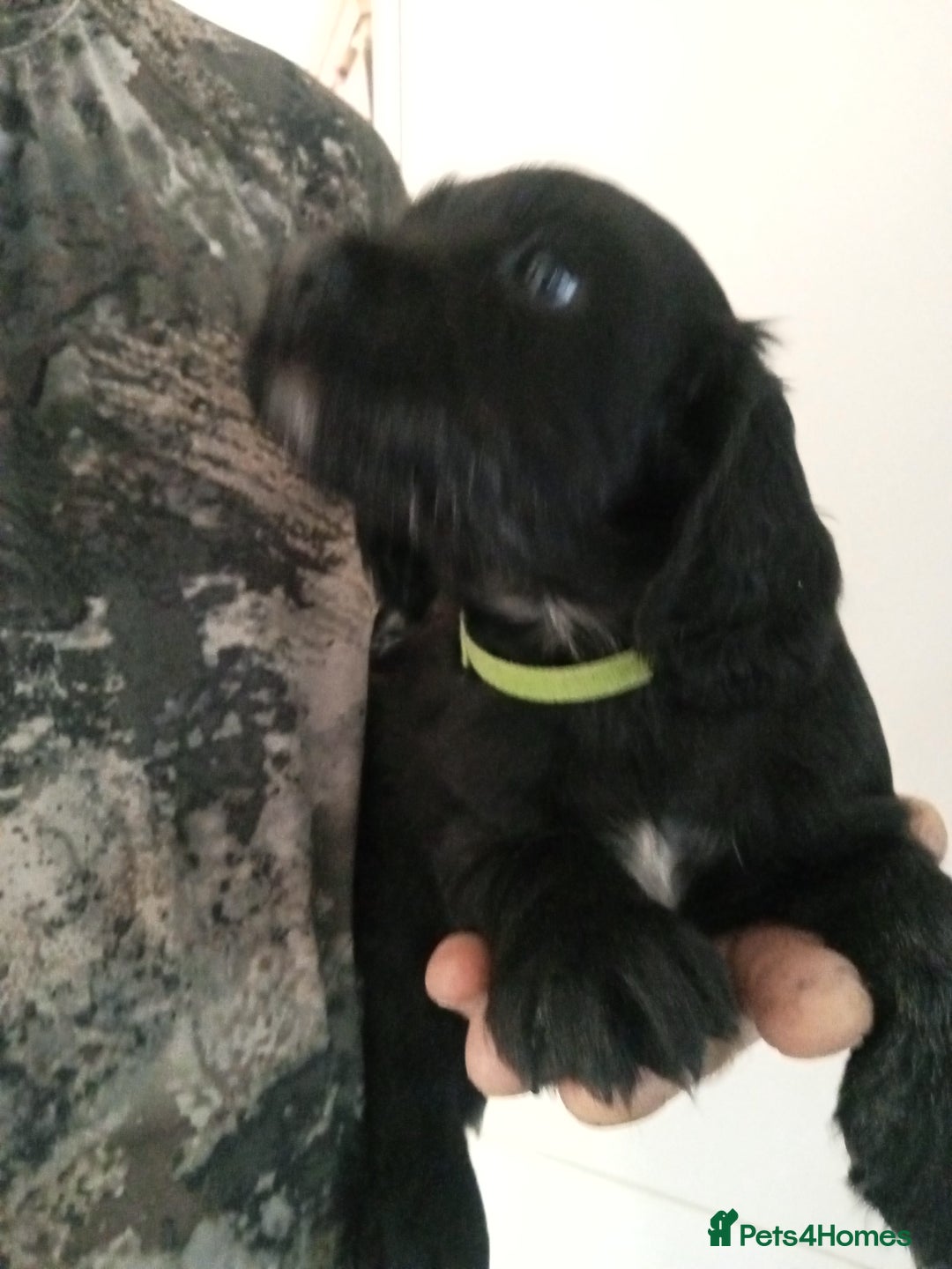 Cocker Spaniel dogs for sale: Working cocker spaniel puppies  - Image 8