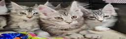 Maine Coon cats for sale: ACTIVE TICA Registered Shaded & Shaded lines - Advert 16