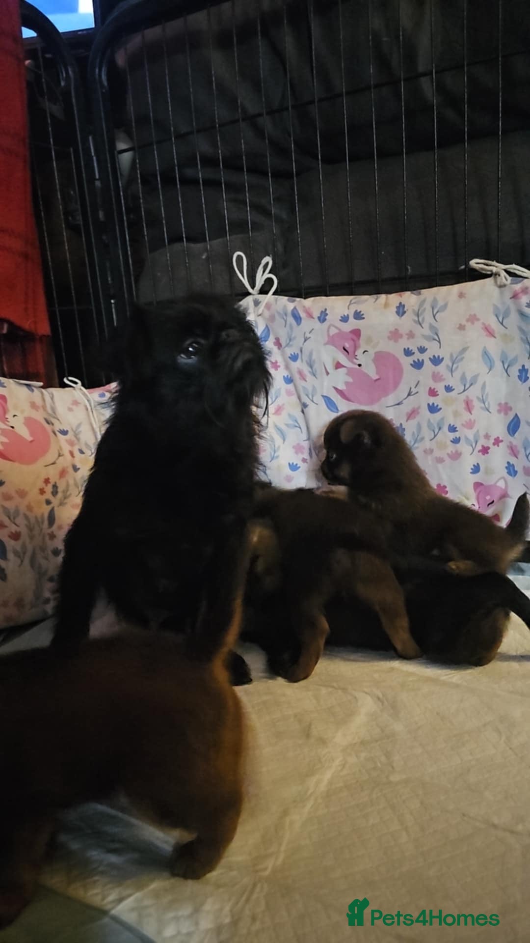 Griffon Bruxellois dogs for sale: Stunning Smooth Pedigree Griffons - Advert 7