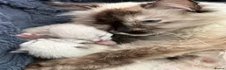 Ragdoll cats for sale: Ragdoll kitten in Guildford - Advert 1