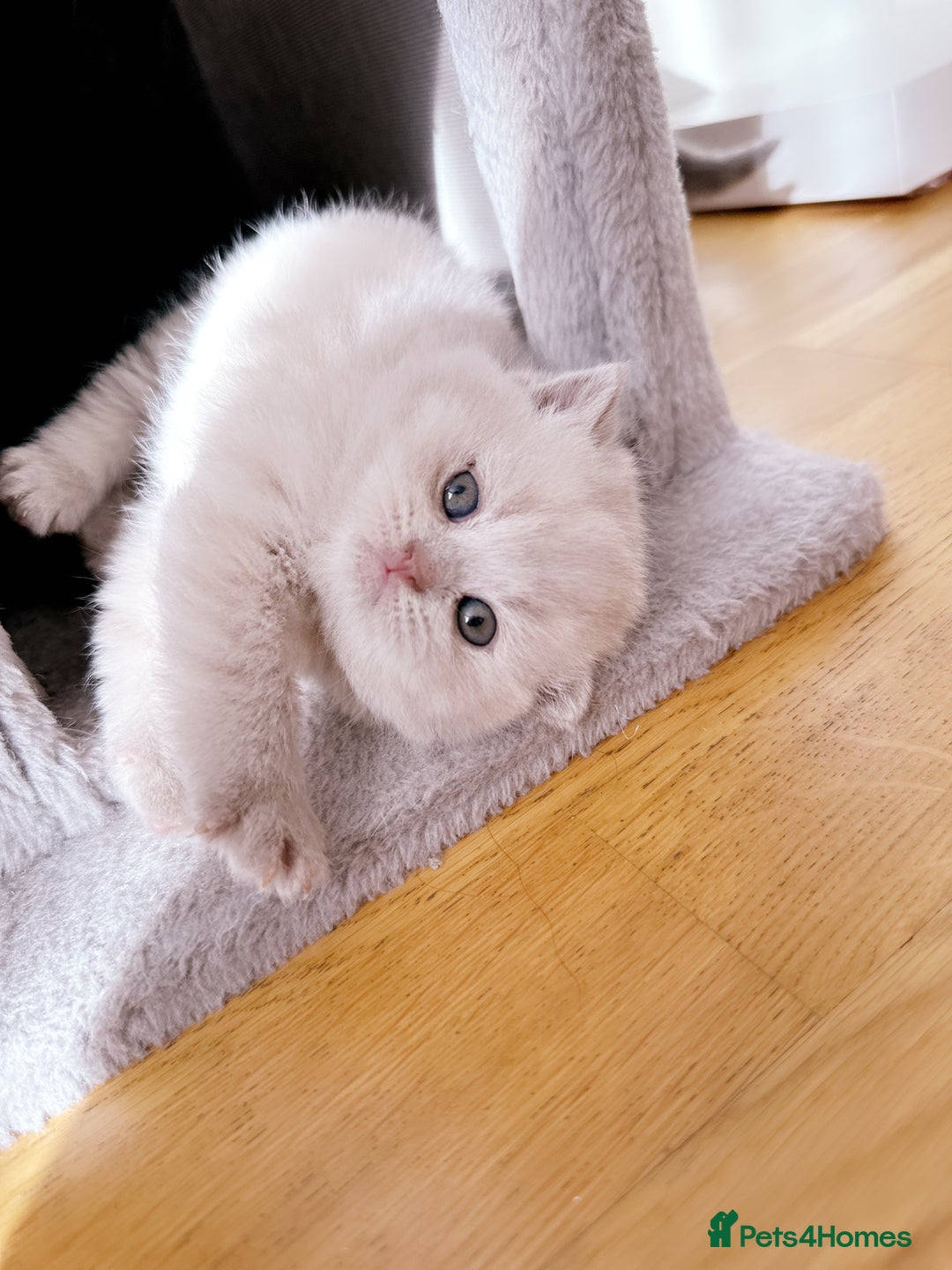 British Shorthair cats for sale: 2 female British short hair - Advert 17