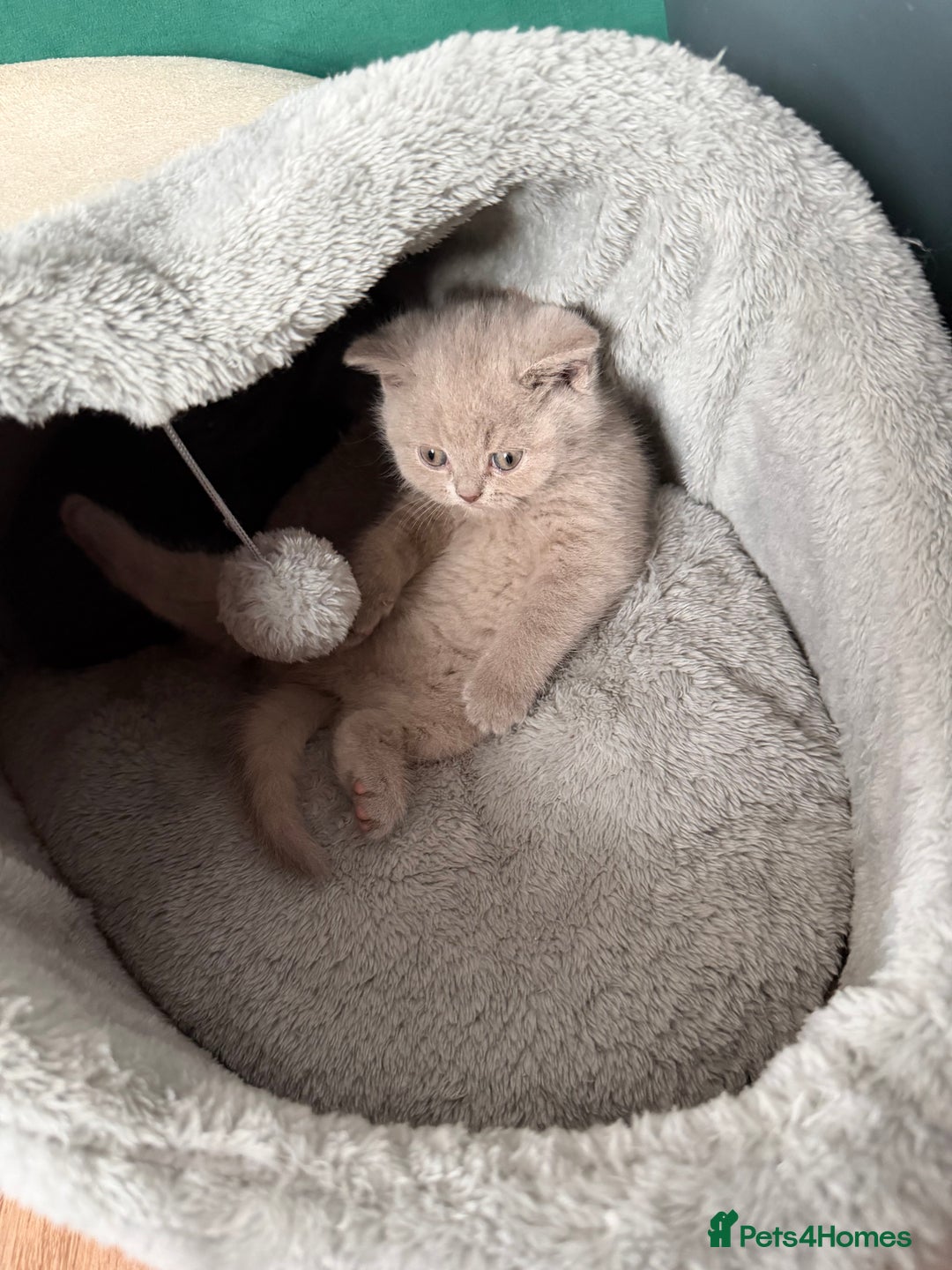 British Shorthair cats for sale: Luxury British Shorthair Kittens–Chocolate & Lilac - Advert 7