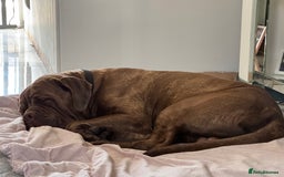 Neapolitan Mastiff dogs for sale: Neapolitan mastiff puppies due 27th September - Image 16