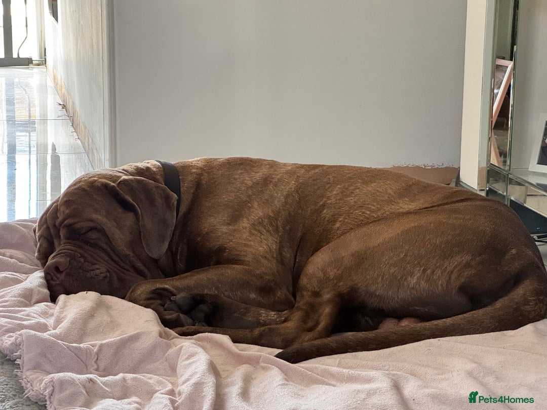 Neapolitan Mastiff dogs for sale: Neapolitan mastiff puppies due 27th September - Image 16