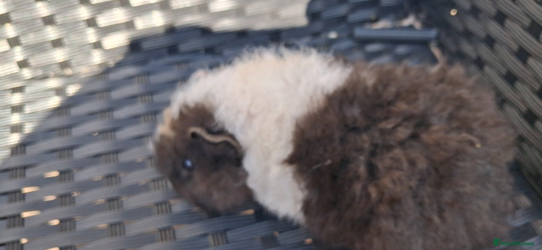 Guinea Pig rodents for sale: 2 baby girl guinea pigs and 3 boys  - Image 9