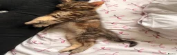 Mixed Breed cats for sale: Female kitten  - Advert 2
