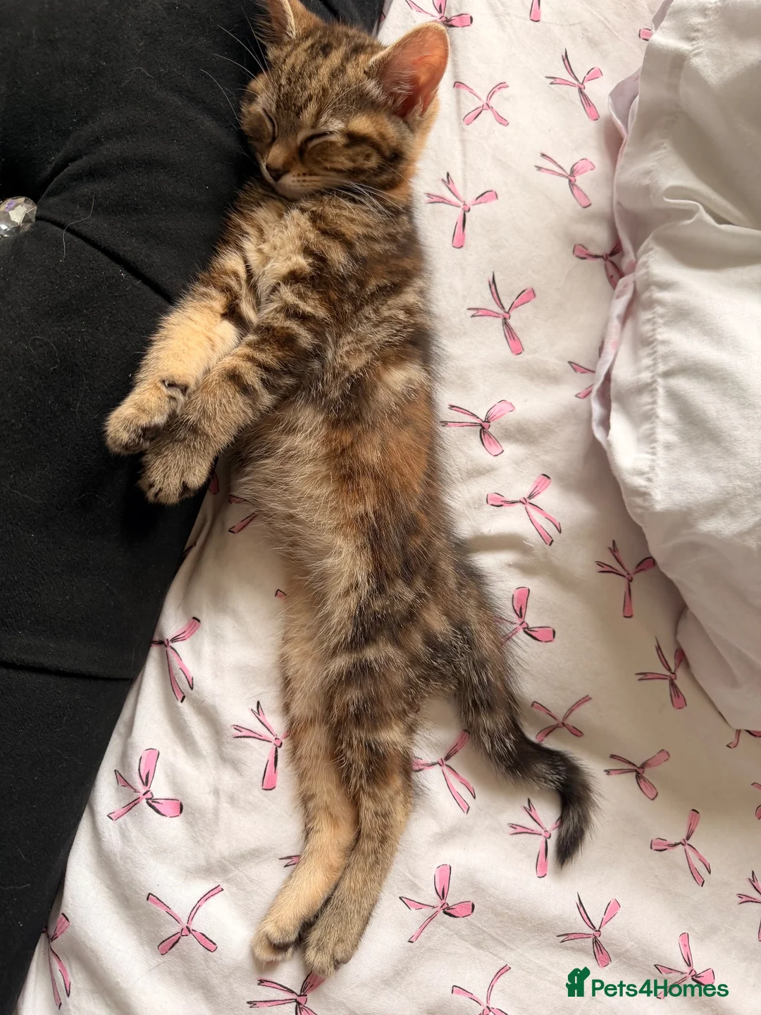 Mixed Breed cats for sale: Female kitten  - Advert 2
