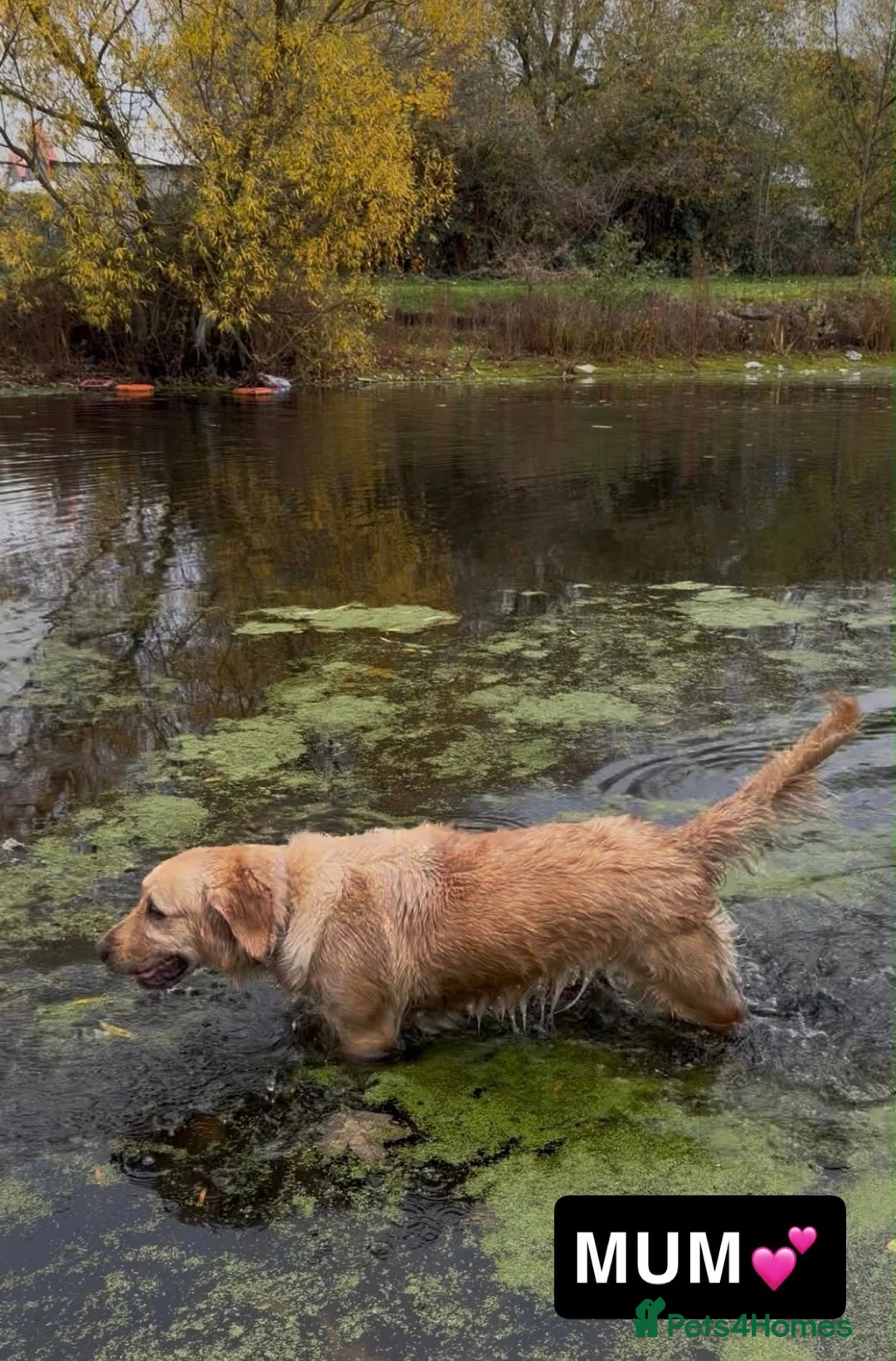 Golden Retriever dogs for sale: Chunky Pedigree Golden Retriever Puppy *READY NOW* - Advert 2