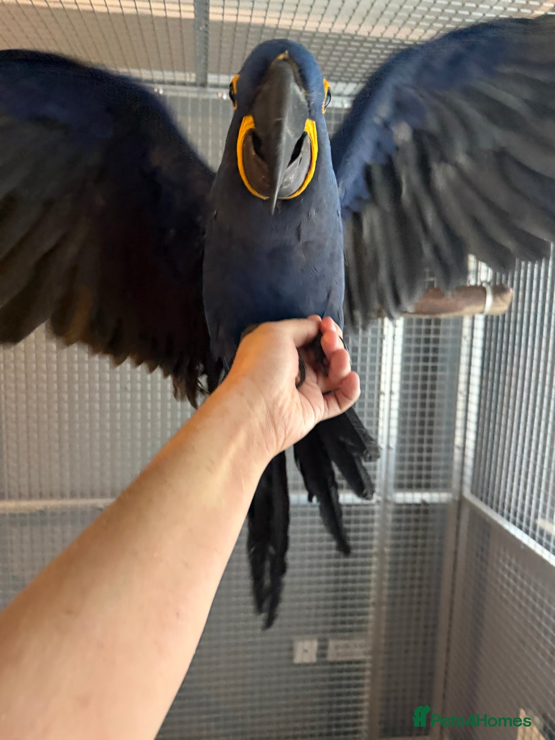 Macaws birds for sale: Selling handreared hyacinth macaw  - Advert 4
