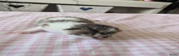 Mixed Breed cats for sale: Five Beautiful kittens  in Billingham - Advert 6