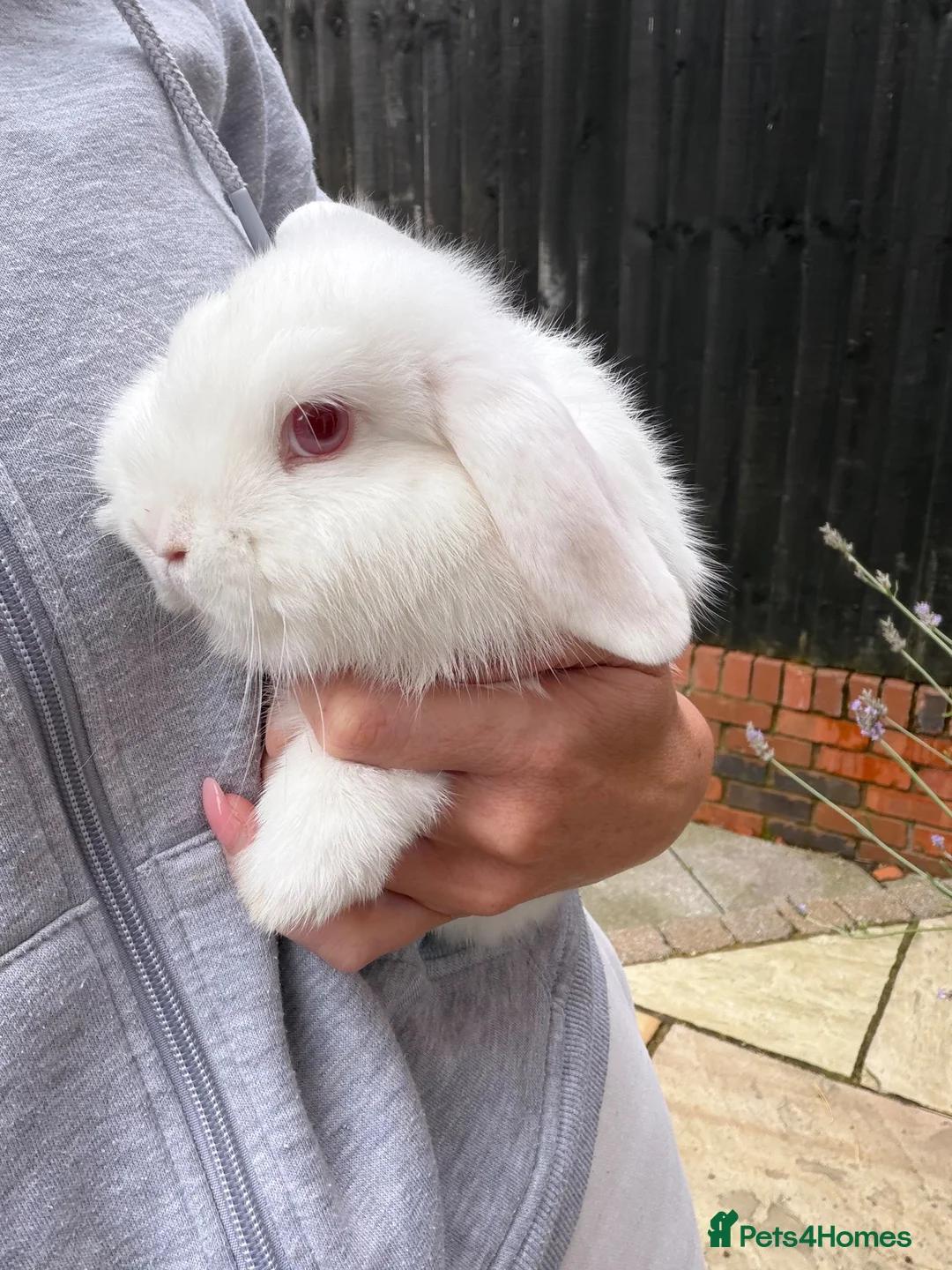 Mini Lop rabbits for sale: Beautiful mini lop babies available  - Advert 4