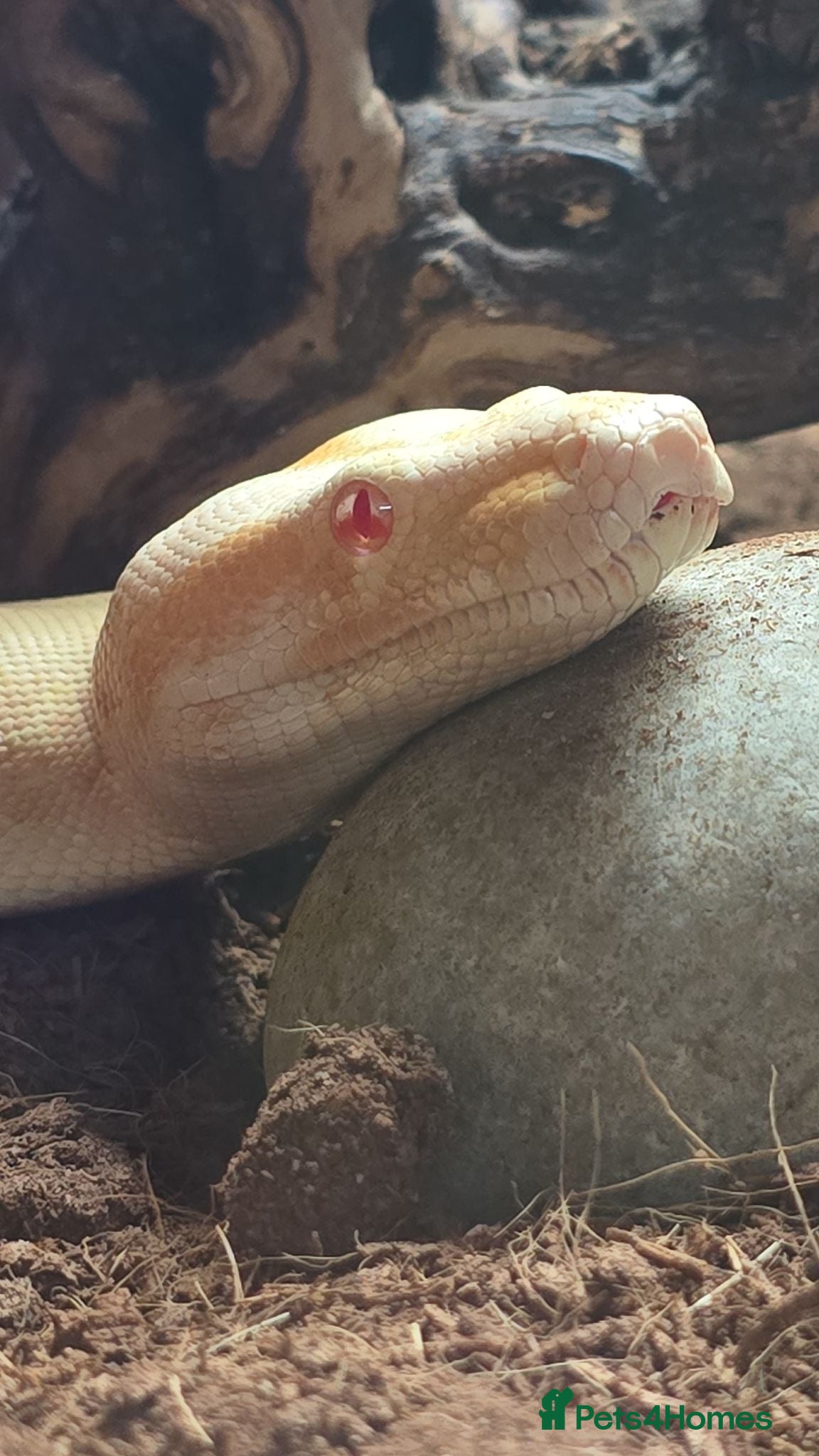 Boa Snake reptiles Male albino boa constrictor - Advert 2