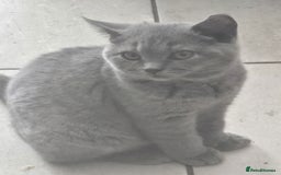 British Shorthair cats for sale: 1 FEMALE LEFT BRITISH SHORTHAIR KITTENS  - Image 1