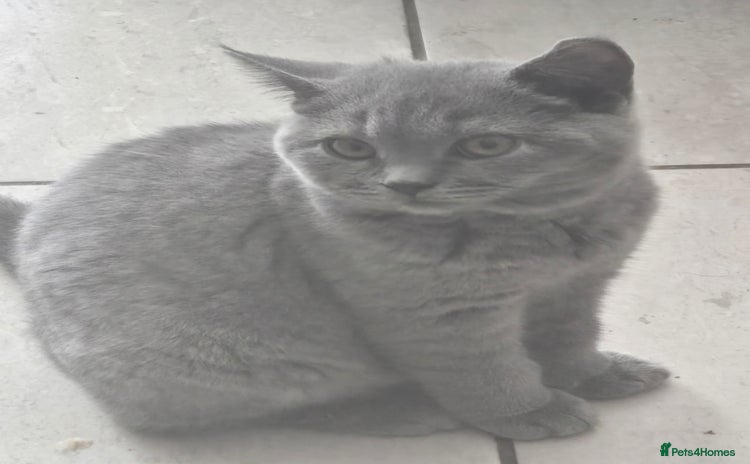 British Shorthair cats - Advert 1