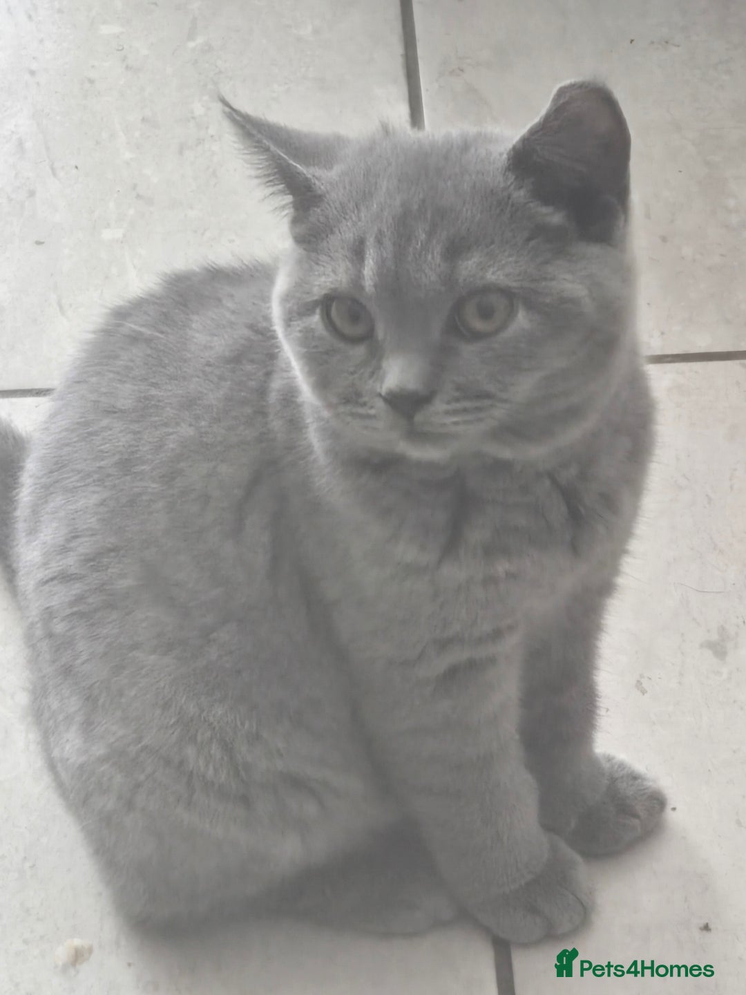 British Shorthair cats for sale: 1 FEMALE LEFT BRITISH SHORTHAIR KITTENS  - Image 1