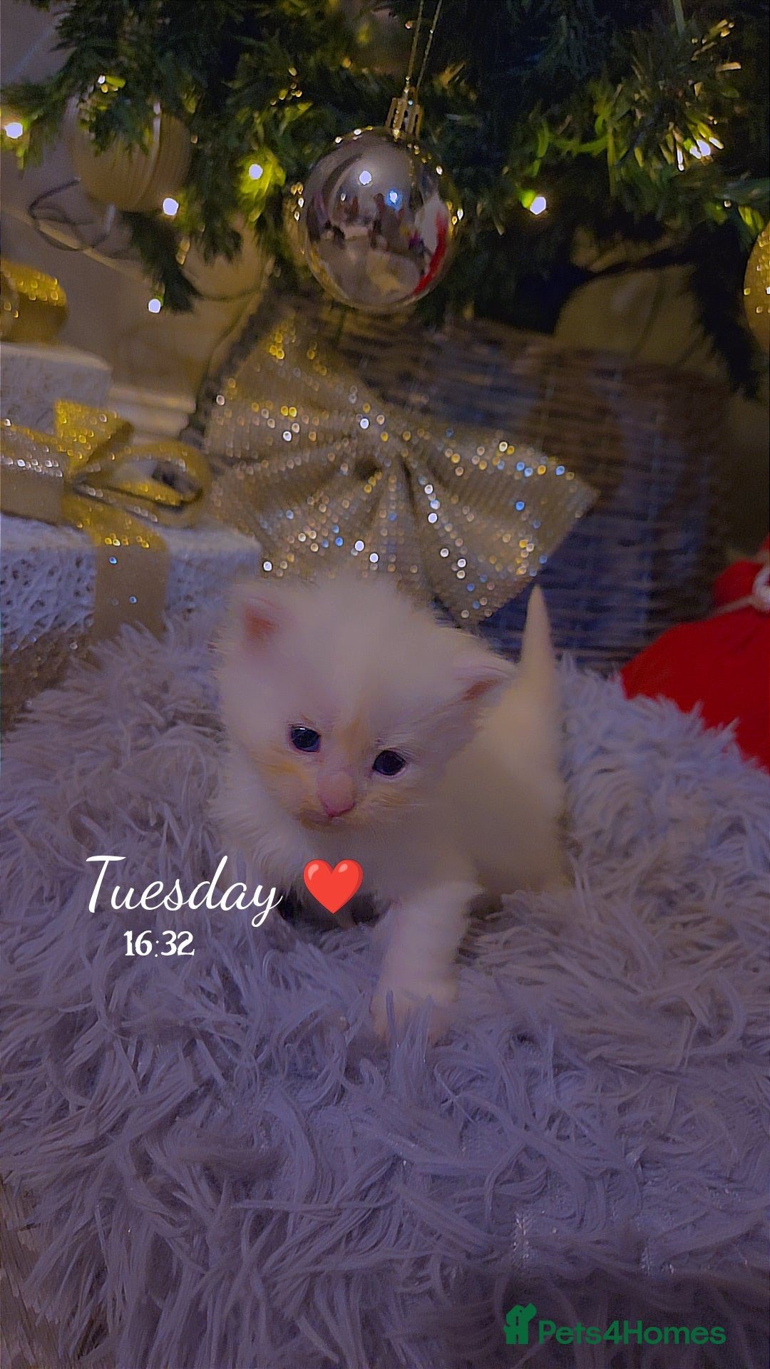 Maine Coon cats for sale: TICA registered MaineCoons 😸  - Advert 28