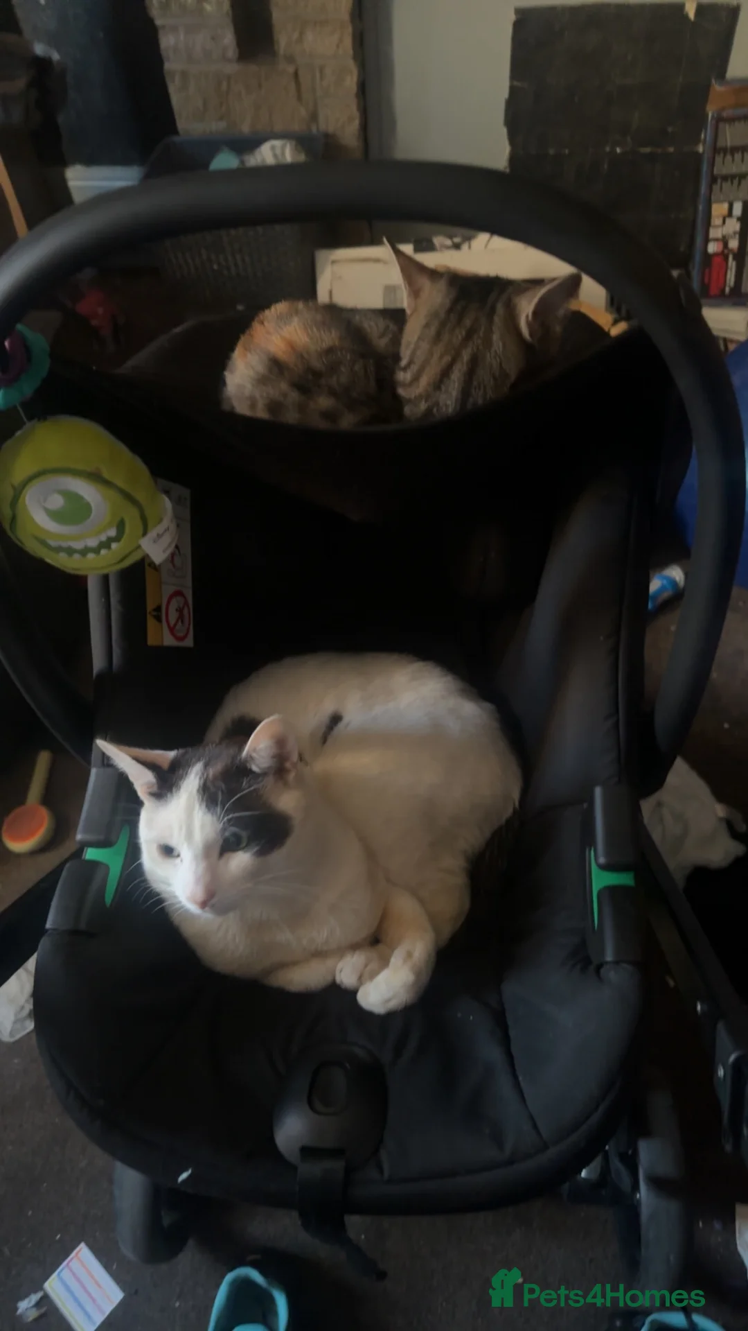 Mixed Breed cats for sale: 2 cats for sale  in Bury - Advert 1