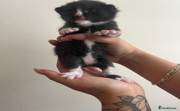 Domestic Shorthair cats - Advert 4