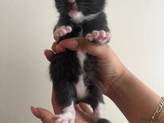 Domestic Shorthair cats - Advert 31