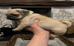 Pug dogs for sale:  Stunning Pug Puppies - Image 6