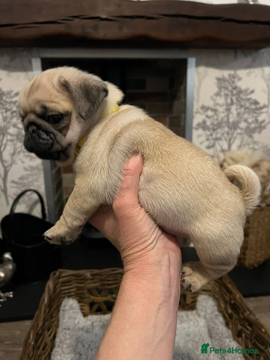 Pug dogs for sale:  Stunning Pug Puppies - Image 6