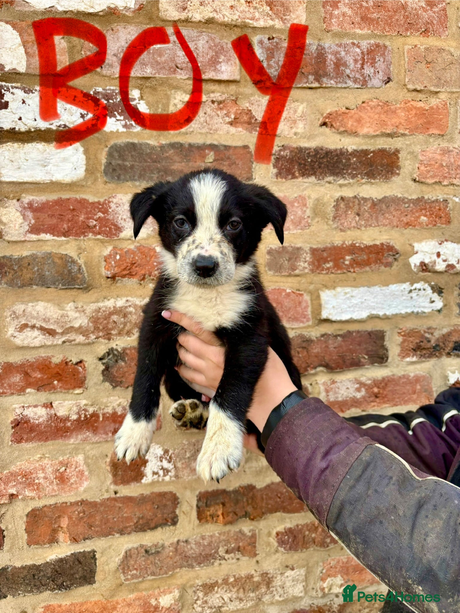 Border Collie dogs for sale: 4 male border collie puppies for sale - Advert 2