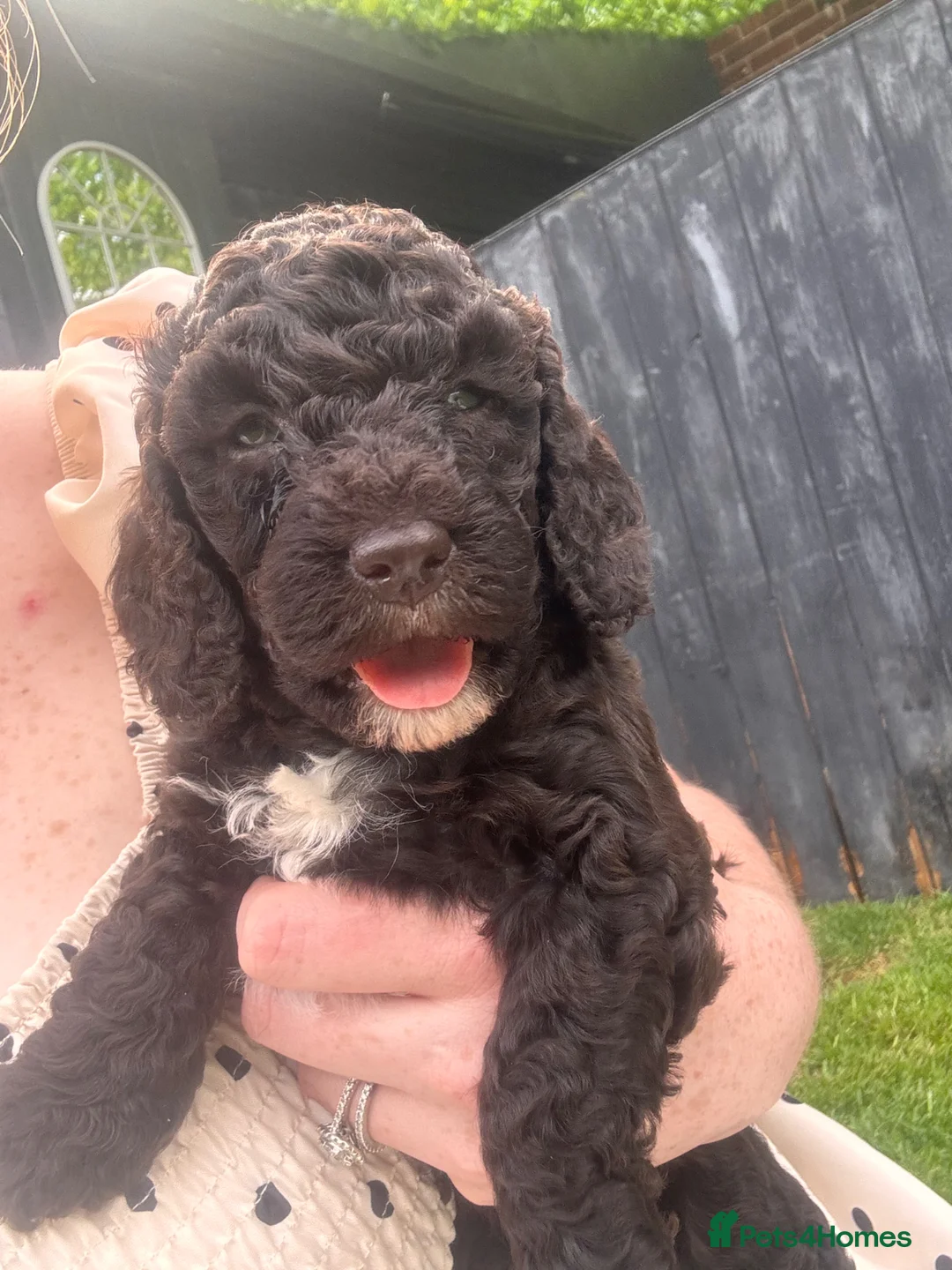 Cockapoo dogs for sale: Stunning Cockapoo Puppy -Ready for Loving Homes 🐾 - Advert 2