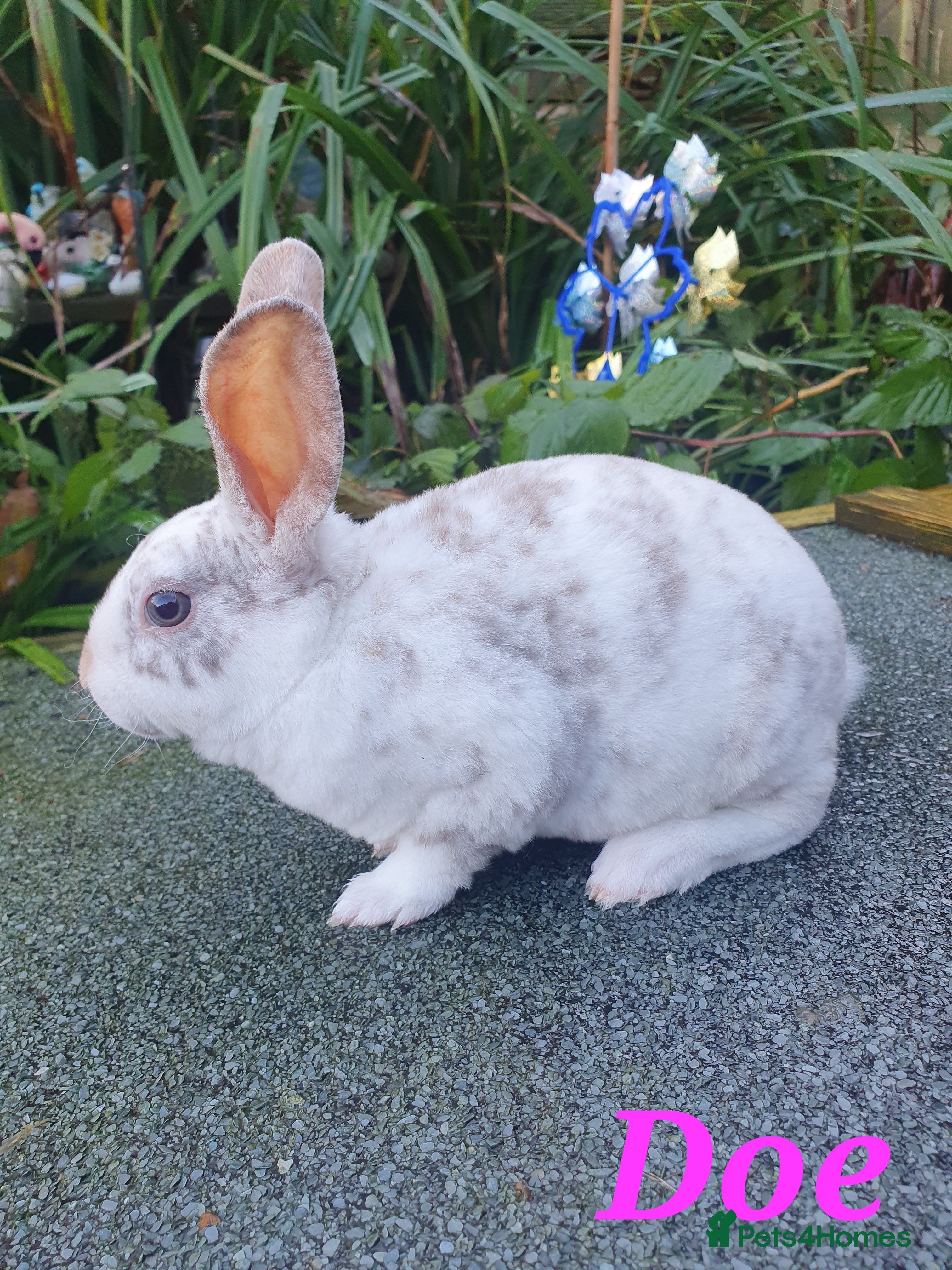 Rex rabbits Gorgeous mini rex babies x - Advert 5
