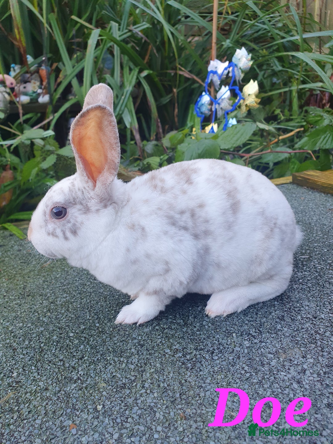 Rex rabbits for sale: Gorgeous mini rex babies  - Advert 3