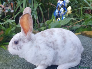 Rex rabbits Gorgeous mini rex babies x - Advert 4