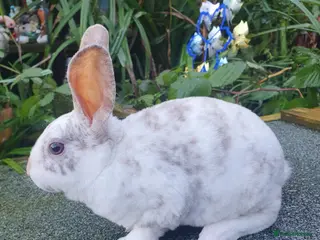 Rex rabbits Gorgeous mini rex babies x - Advert 5