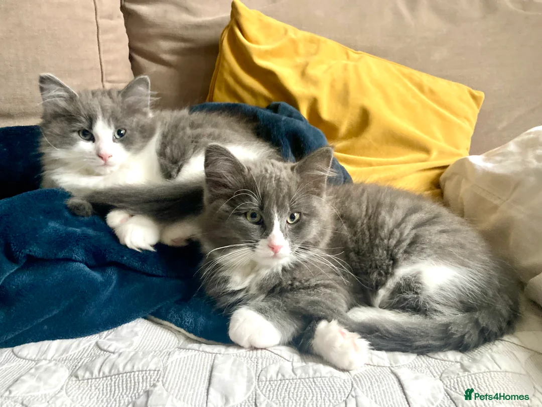 Maine Coon cats for sale: Rag Coon Kittens - Advert 1