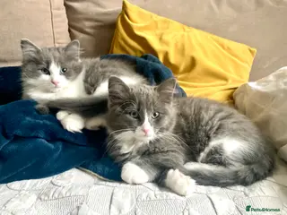 Maine Coon cats Rag Coon Kittens - Advert 5