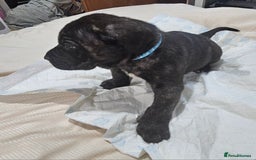 Mixed Breed dogs for sale: Pure Cane corso / pure presa canario puppies. - Image 9