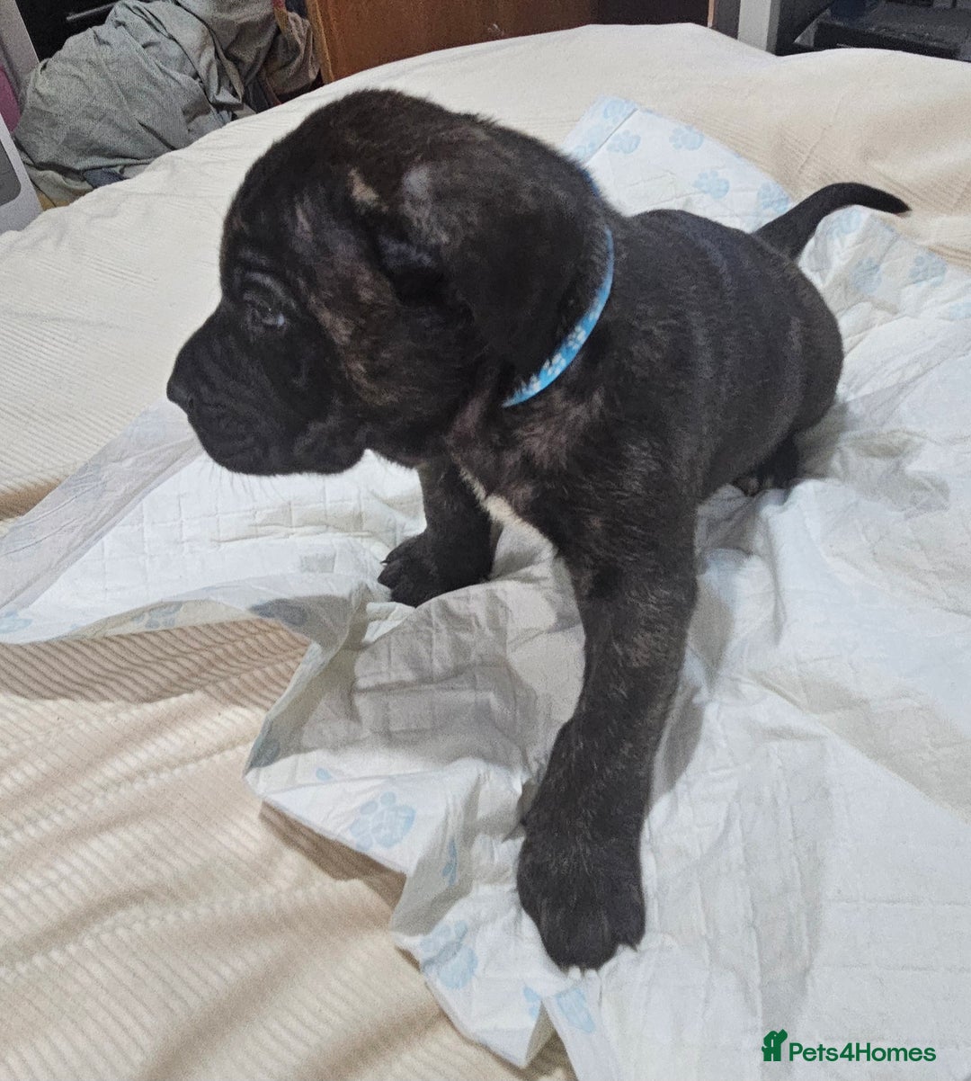 Mixed Breed dogs for sale: Pure Cane corso / pure presa canario puppies. - Image 9