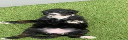 Bernedoodle dogs for sale: Beautiful Tri colour bernedoodle puppies  - Advert 26